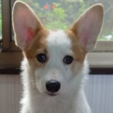 ウェルシュ・コーギー・ペンブローク