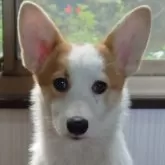 ウェルシュ・コーギー・ペンブローク【埼玉県・女の子・2025年5月21日・レッド・ホワイト】の写真1「こんにちは💕」