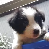 ボーダーコリー