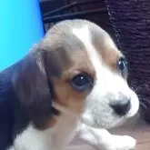 ビーグル