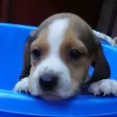 ビーグル