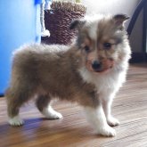 シェットランドシープドッグ