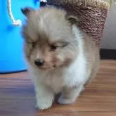 シェットランドシープドッグ【埼玉県・男の子・2025年10月1日・セーブルホワイト】の写真2「ぼく、長男👦です🐾」