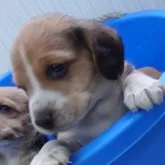 ビーグル【埼玉県・男の子・2025年10月30日・ブラックタンホワイト】の写真2「ぼく、七兄妹の長男です🐾」