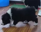 ボーダーコリー【埼玉県・男の子・2025年1月11日・ブラックホワイト】の写真4「クンクンクン…🐾」