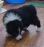 ボーダーコリー【埼玉県・男の子・2025年1月11日・ブラックホワイト】の写真5「ん…🩷」