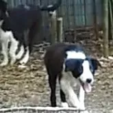 ボーダーコリー【埼玉県・男の子・2025年5月29日・ブラックホワイト】の写真4「追いかけっこだ〜い好き❗️」