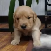 ゴールデンレトリバー【埼玉県・男の子・2025年9月27日・ゴールデン】の写真4「もうお昼寝の時間だよ🌃」