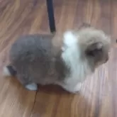 シェットランドシープドッグ【埼玉県・男の子・2025年10月1日・セーブルホワイト】の写真4「白い大きな襟巻きがチャームポイントだよ💕」