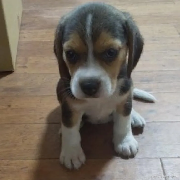 ID：2209-03032の子犬