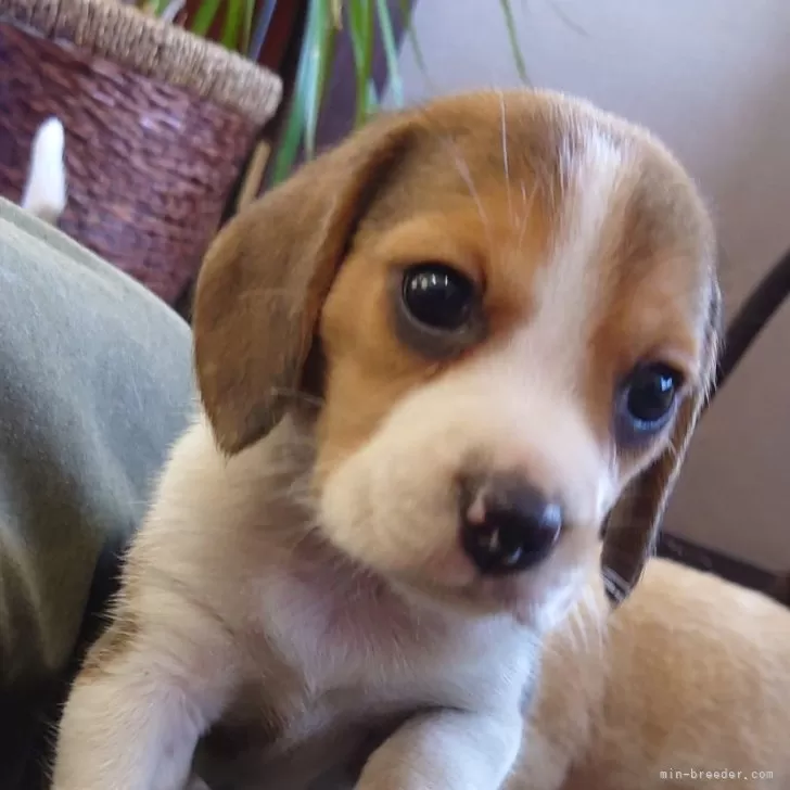 ID:2406-07303の子犬