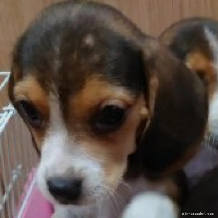 ID:2209-03921の子犬