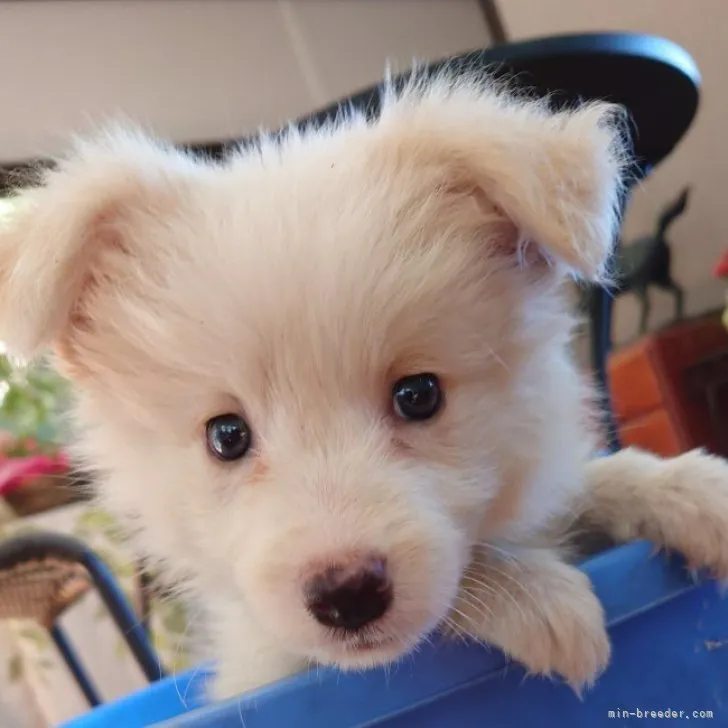 ID:2310-01518の子犬