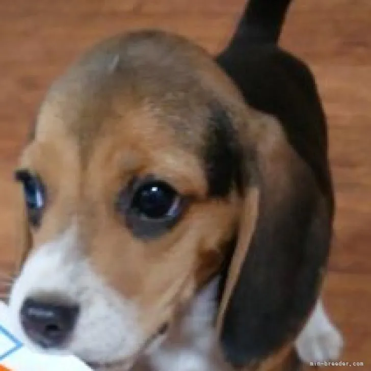 ID:2210-04728の子犬