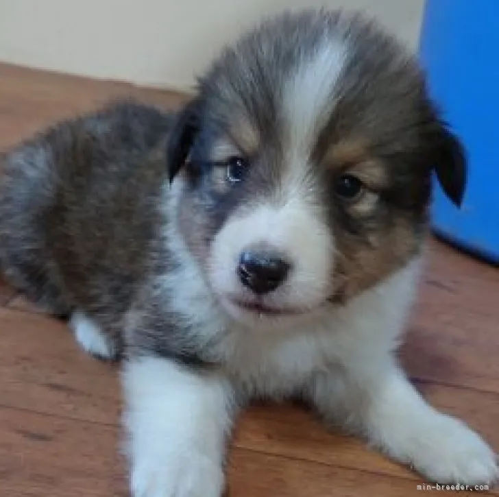 ID：2307-04304の子犬
