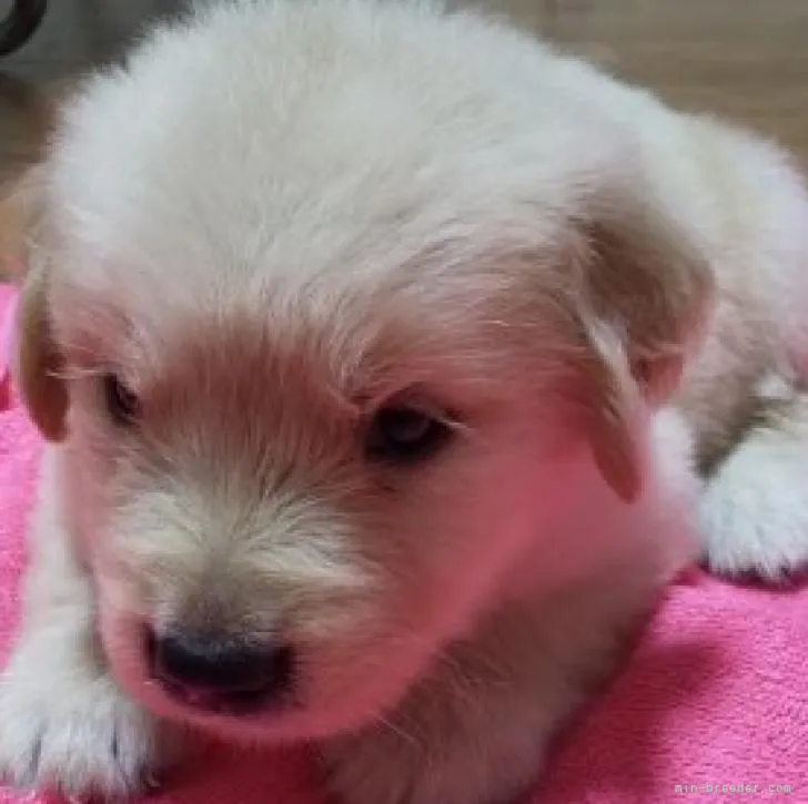 ID:2208-02660の子犬