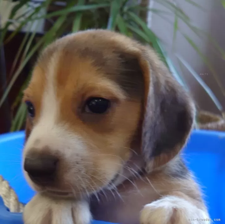 ID：2407-01967の子犬