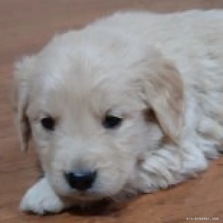ID:2302-03339の子犬