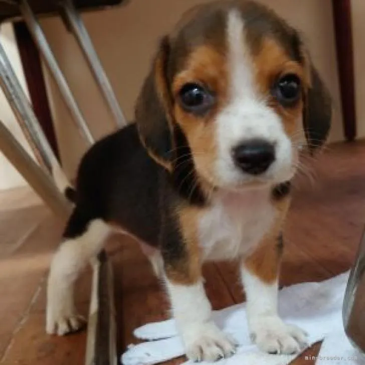 ID：2210-00486の子犬