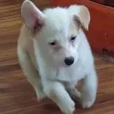 ウェルシュ・コーギー・ペンブローク【埼玉県・男の子・2024年3月4日・レッド&ホワイト】の写真1「はじめまして🐾」