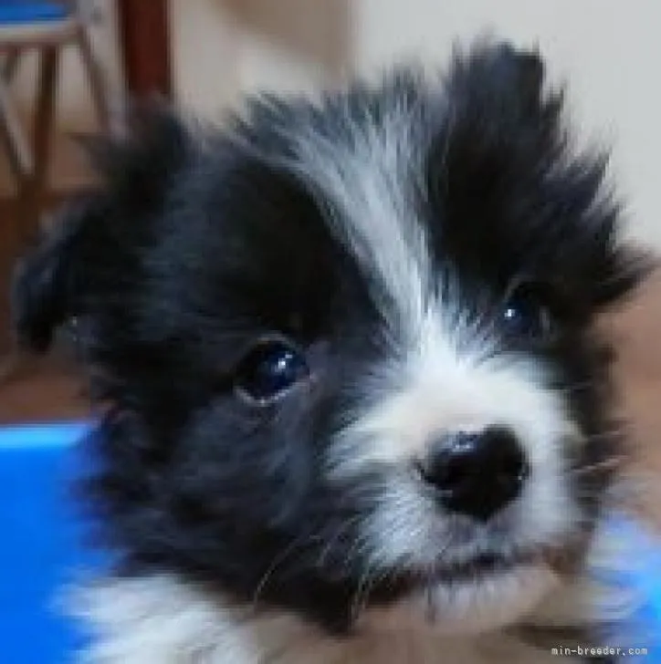 ID:2301-00143の子犬
