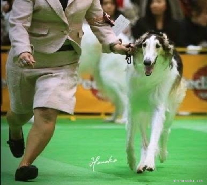 さまざまなドッグショーにも出陳しておりました｜大谷　敏文(おおや　としふみ)ブリーダー(宮崎県・フレンチブルドッグなど・JKC登録)の紹介写真2