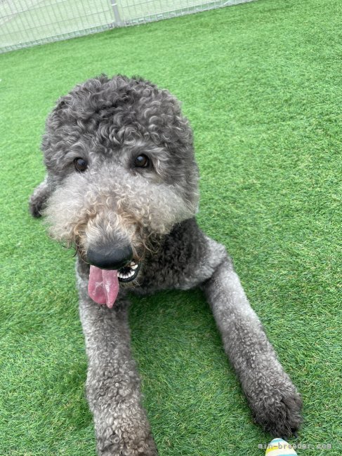 看板犬のしょうへい君です🐩‪｜大谷　敏文(おおや　としふみ)ブリーダー(宮崎県・フレンチブルドッグなど・JKC登録)の紹介写真4