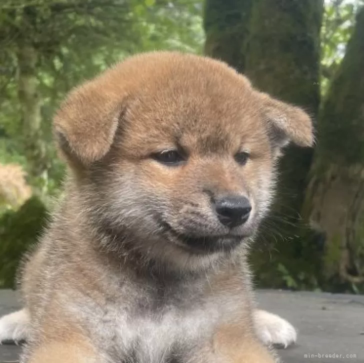 ID:2408-04489の子犬