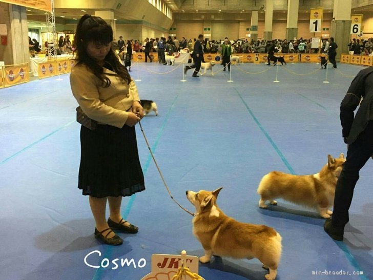 ドッグショーにて｜土谷　直美(つちや　なおみ)ブリーダー(福岡県・ウェルシュ・コーギー・ペンブローク・JKC登録)の紹介写真1