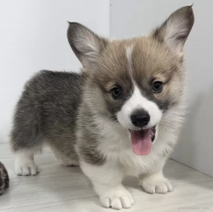 ID：2412-07091の子犬