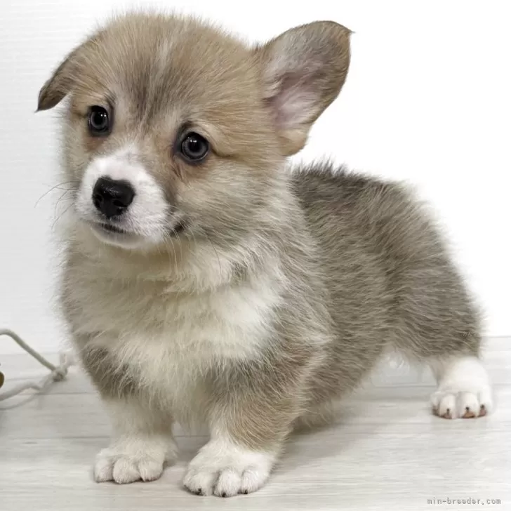 M.M 様のお迎えした子犬