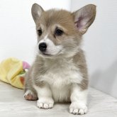 ウェルシュ・コーギー・ペンブローク