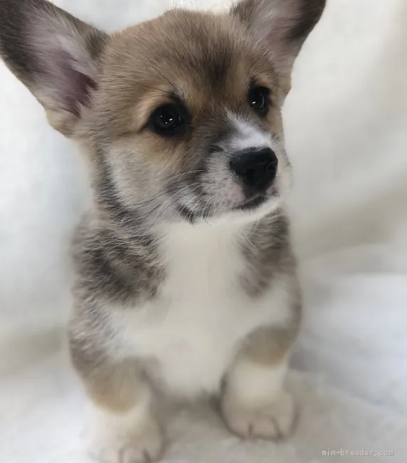 ID：2104-01963の子犬