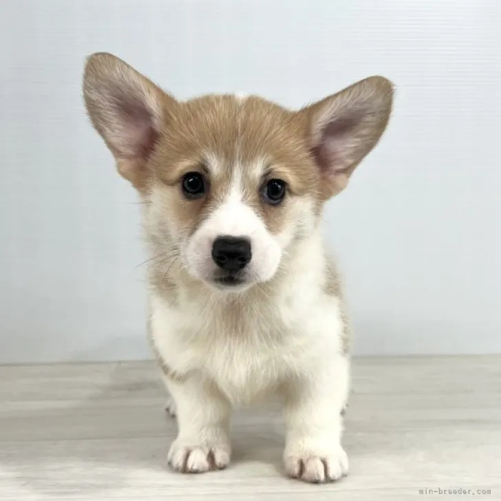 ID:2307-03625の子犬