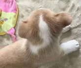 ウェルシュ・コーギー・ペンブローク【福岡県・男の子・2022年9月17日・レッド,ホワイトマーキング】の写真5「カラーの柄」