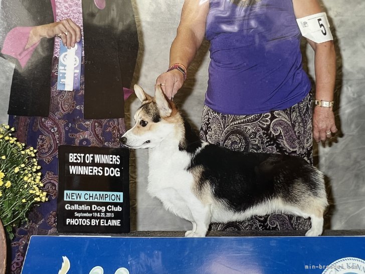 ウェルシュ・コーギー・ペンブローク【・男の子・2012年7月2日・ブラック&amp;タン、ホワイトマーキング】