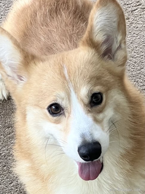 ウェルシュ・コーギー・ペンブローク【・男の子・2020年6月18日・レッド、ホワイトマーキング】