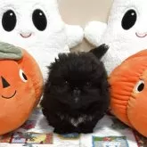 ペキニーズ