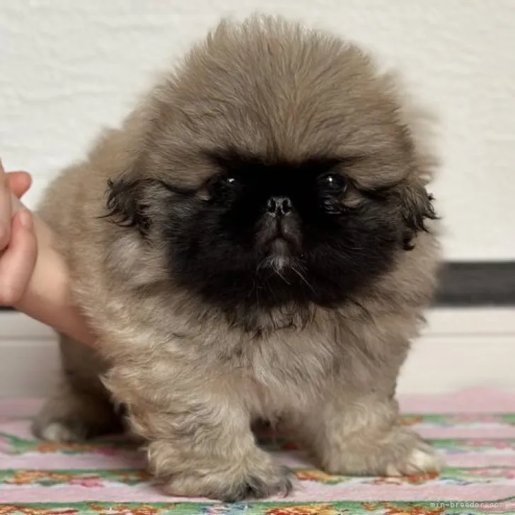 ID：2306-01980の子犬