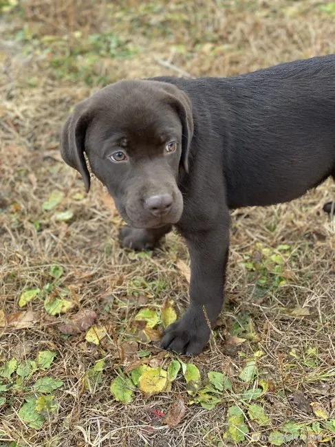 ID:2101-00004の子犬