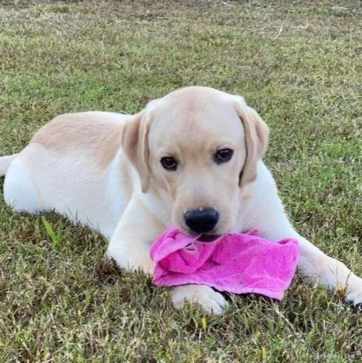 ID：2209-03046の子犬