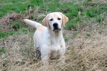 ラブラドールレトリバー【埼玉県・女の子・2019年4月19日・イエロー】の写真「綺麗なイエローの美犬/素晴らしいプロポーション」