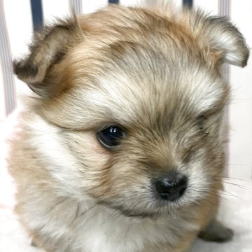 ポメマル(ポメラニアン×マルチーズ)【愛知県・男の子・2025年5月27日・オレンジ】の写真「モフモフの可愛い男の子」