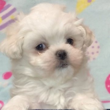 マルチーズ【愛知県・男の子・2023年10月4日・ホワイト】の写真「丸顔の男の子」