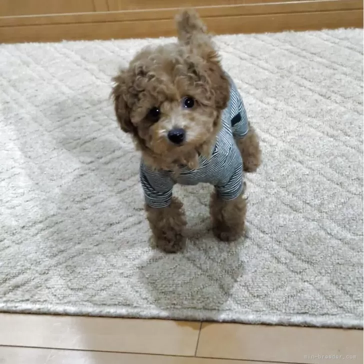 ID:2504-00213の子犬