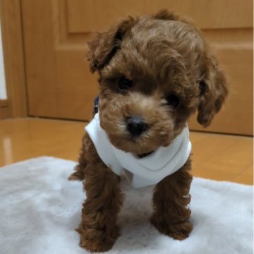 トイプードル(タイニー)【兵庫県・男の子・2024年11月2日・レッド】の写真「私のお気に入り(*´∀｀)」