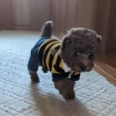 トイプードル(トイ)