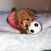 タイニープードル【兵庫県・女の子・2025年10月7日・レッド】の写真4