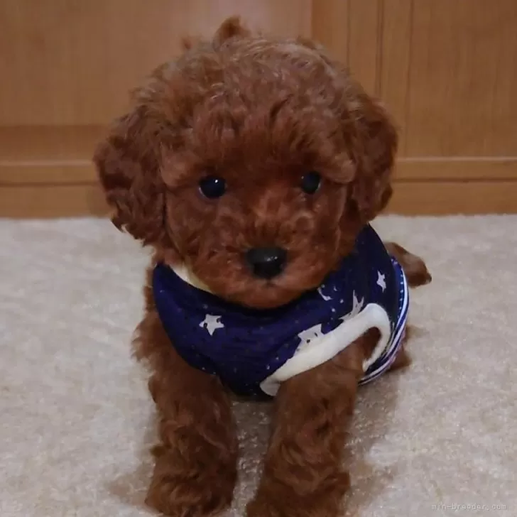 ID:2405-02939の子犬