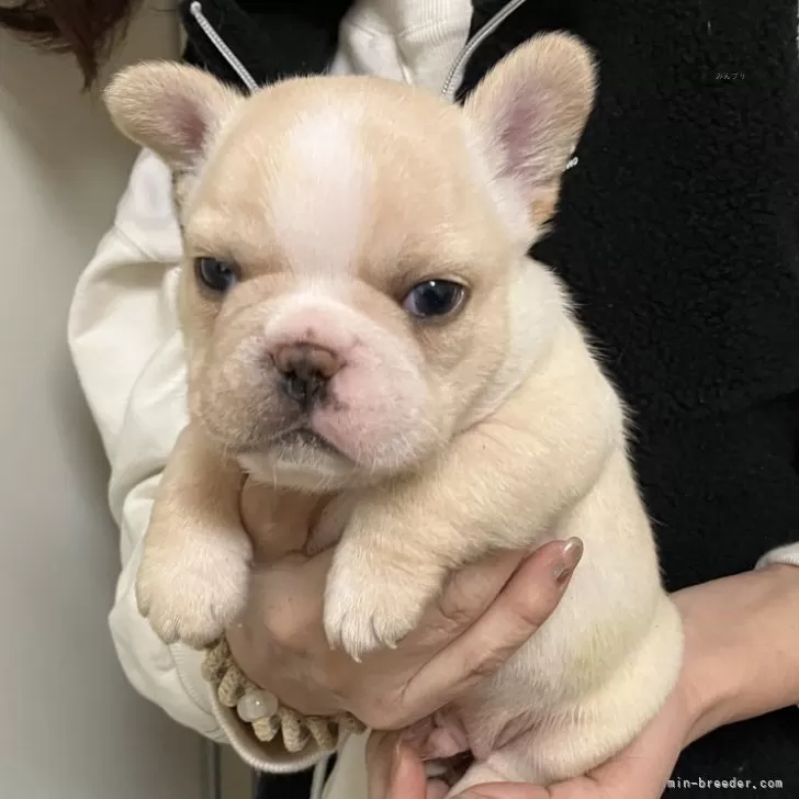 ID：2503-04426の子犬